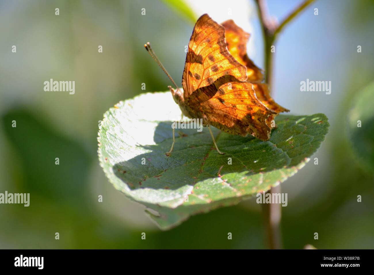 Nymphalis xanthomelas, giallo-gambe tartaruga, farfalla sulla foglia Foto Stock