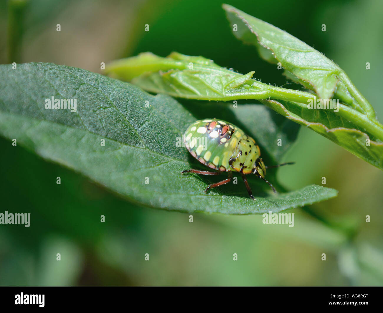 Southern green stink bug mangiare pianta Foto Stock