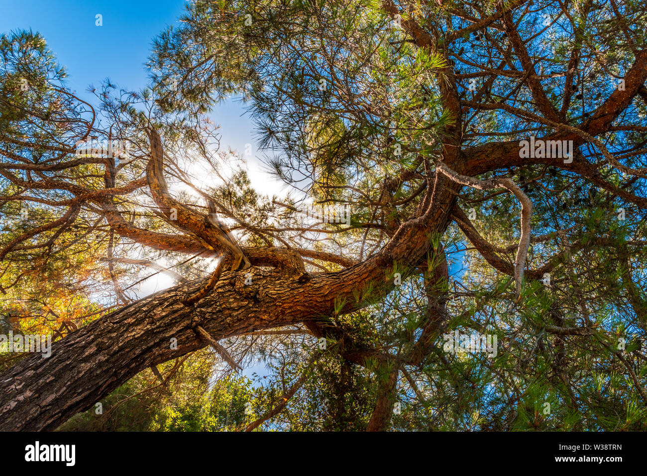 Raggi di sole attraverso la pineta a rami di alberi Foto Stock