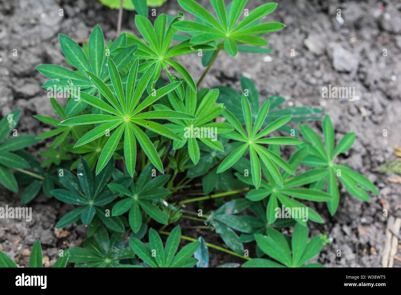 Chiusura del piccolo fiore pianta di lupino (Lupinus micranthus) Foto Stock