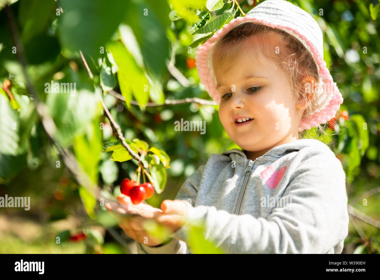 Ragazza carina la raccolta delle ciliegie in giardino Foto Stock