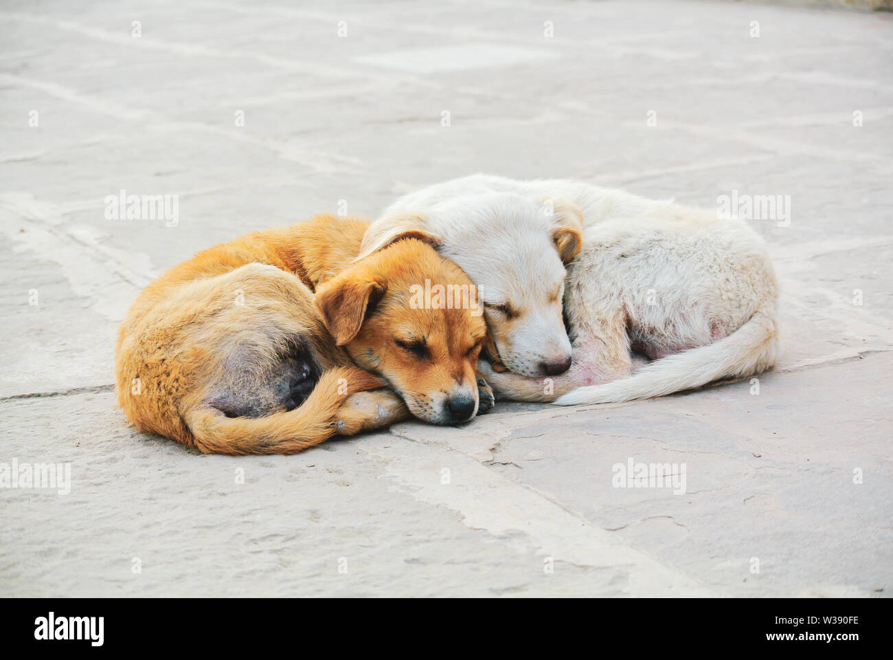 Due Cuccioli randagi riscaldando ogni altro in strada, Varanasi, India Foto Stock