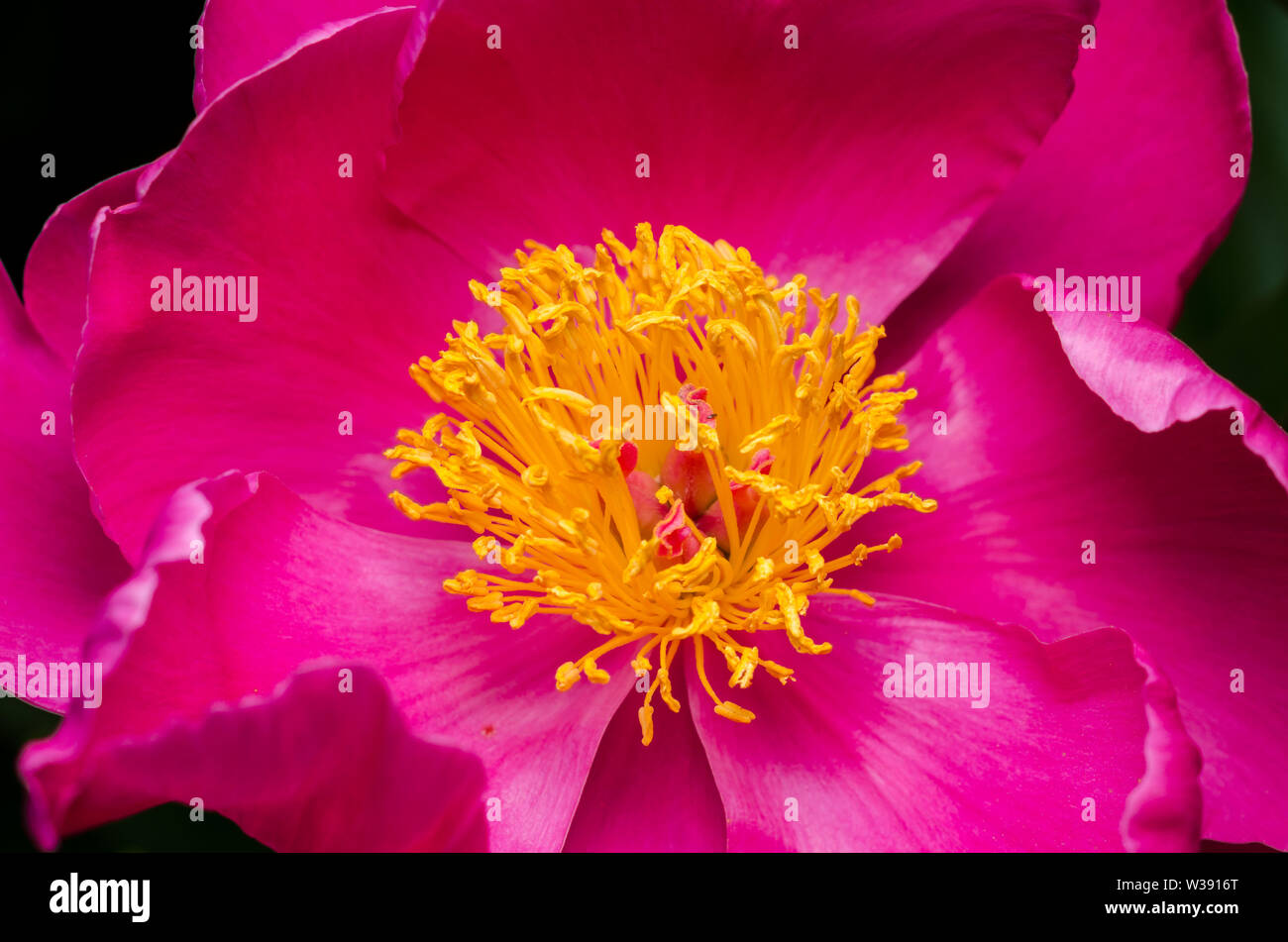Paeonia, Paeoniaceae, Close-up di una peonia fiore in giardino Foto Stock