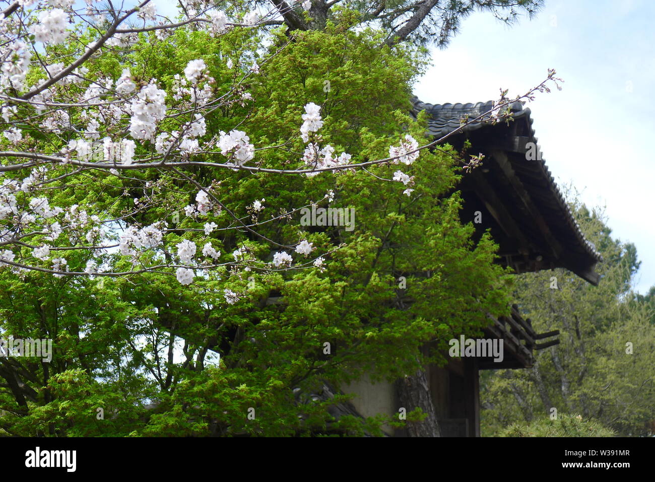 Fiore di Ciliegio albero a ingresso di Fort Worth giardino giapponese Foto Stock