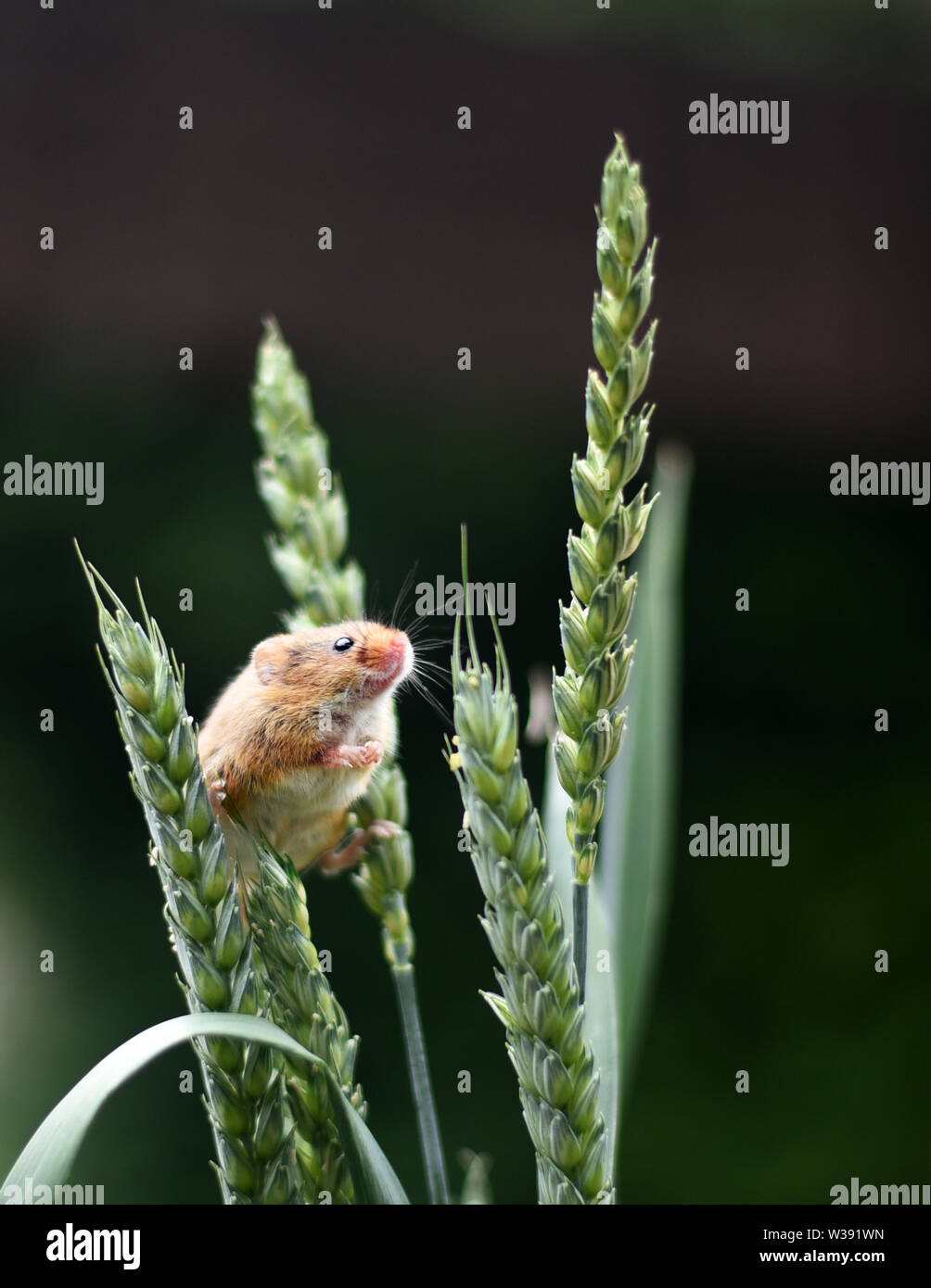 Eurasian Harvest Mouse (Micromys minutus) - guardando attraverso le orecchie di grano Foto Stock