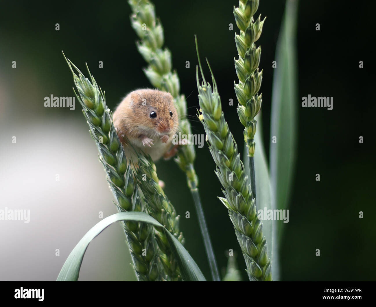 Eurasian Harvest Mouse (Micromys minutus) - guardando attraverso le orecchie di grano Foto Stock
