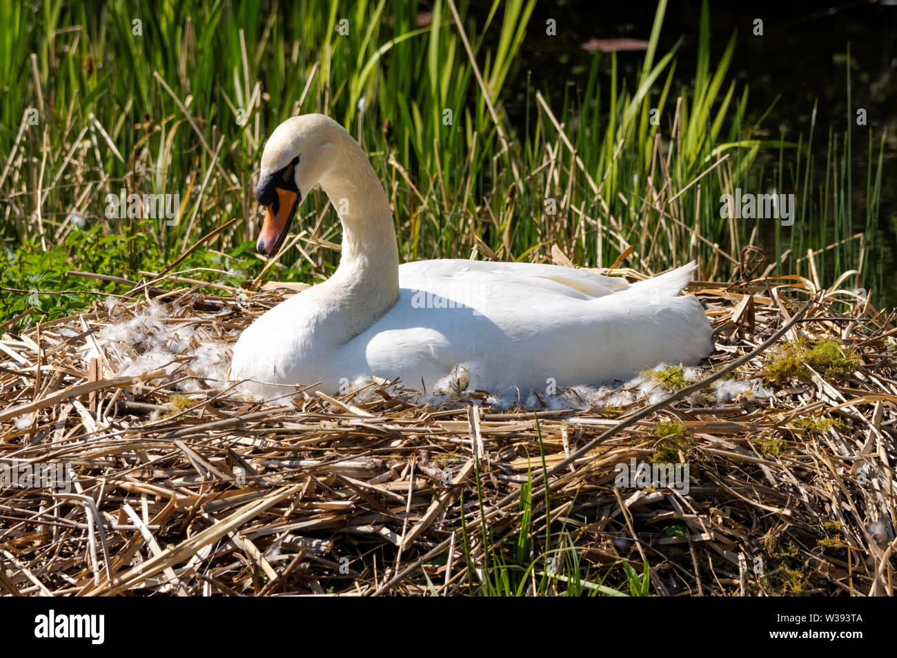 Cigno sul nido Foto Stock