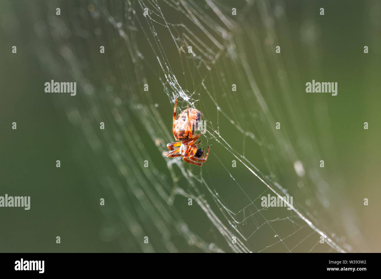 primo piano del ragno croce giardino sul web Foto Stock