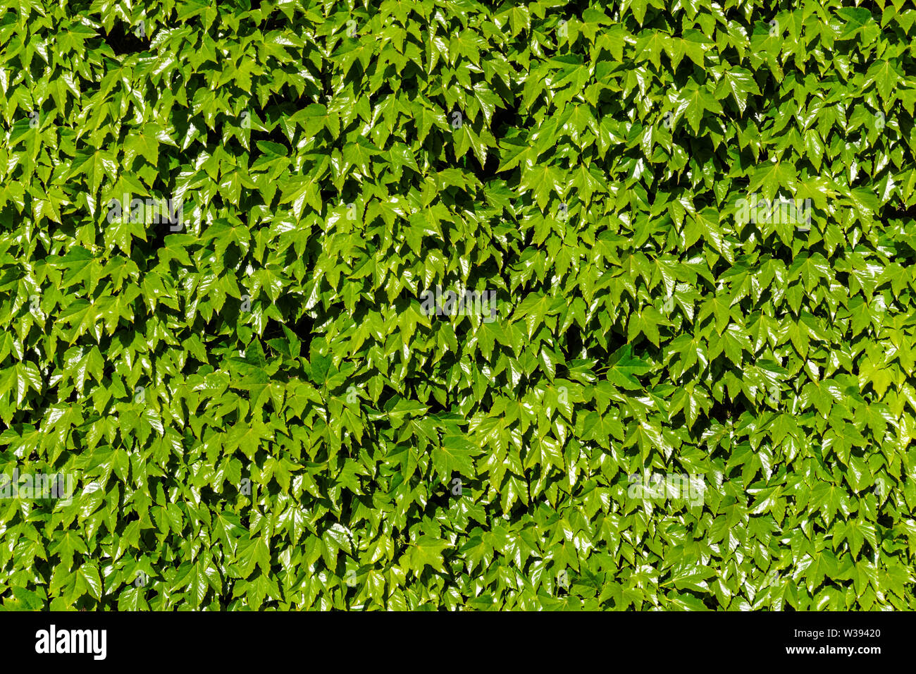 Fitto Fogliame, foglie verdi sulla parete Foto Stock