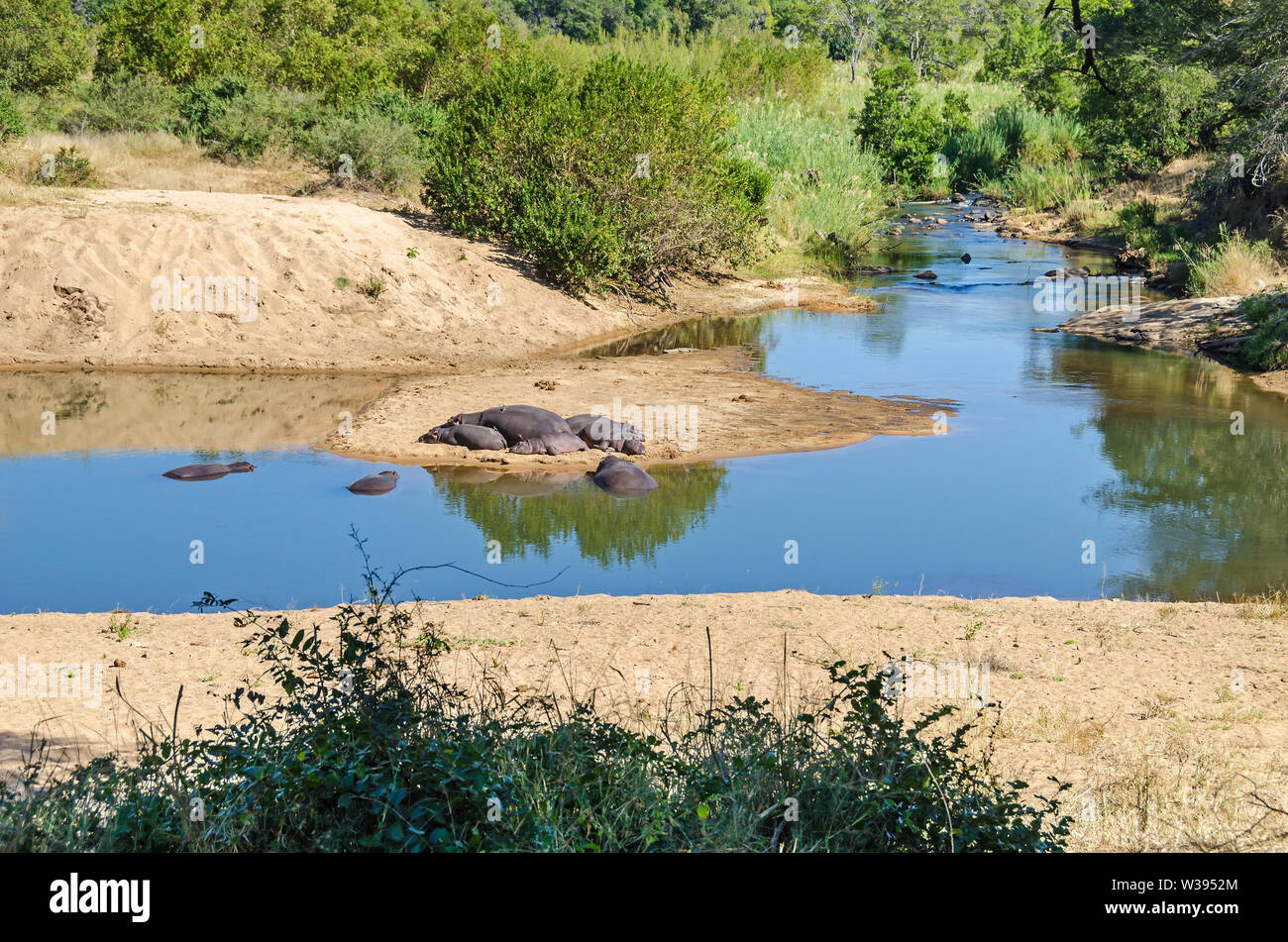 Ippopotami (Hippopotamus amphibius) sulle rive di un piccolo fiume del fiume Komati sistema, uno dei più biologicamente diversi fiumi in Sud Africa Foto Stock