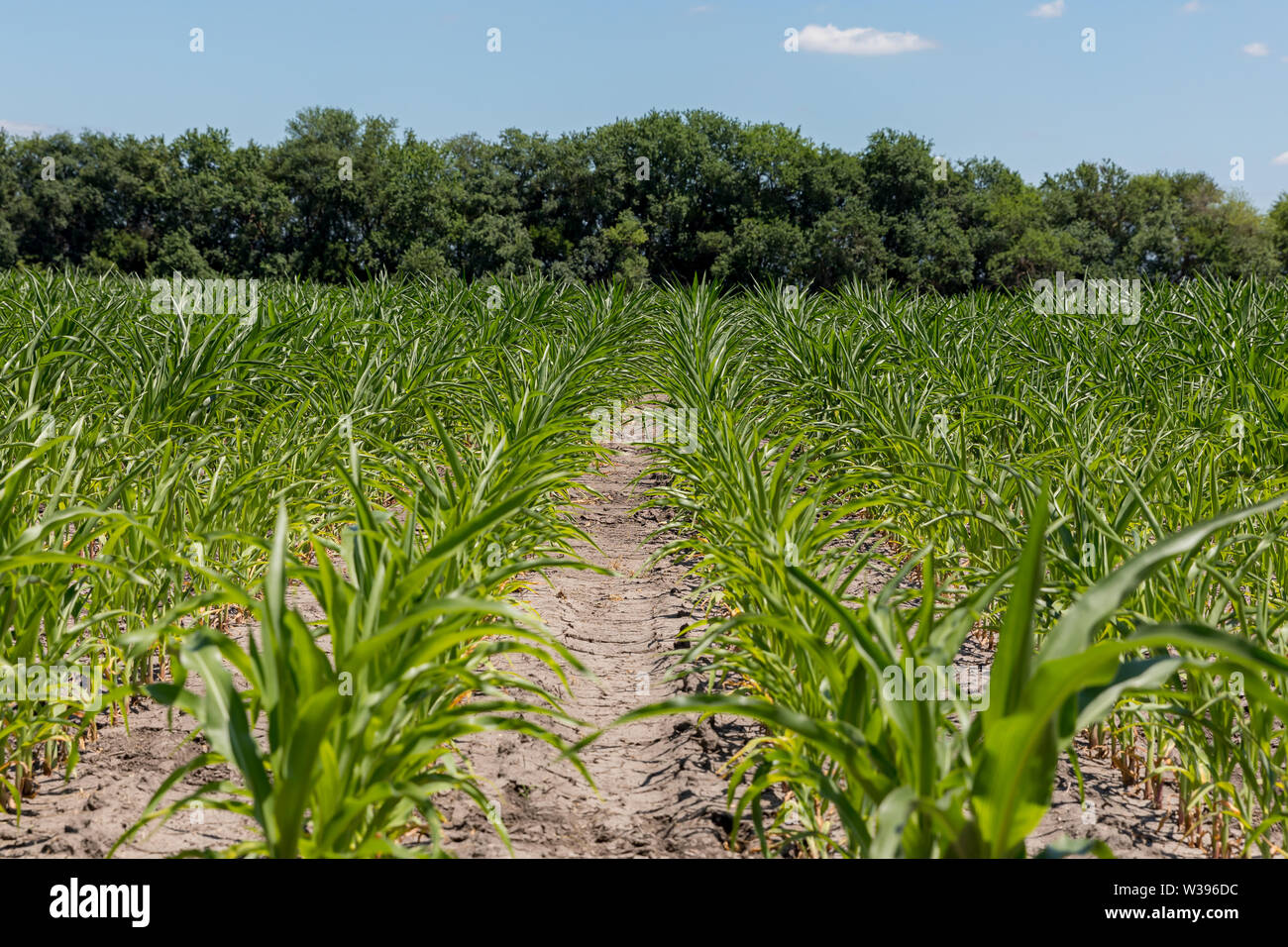 Campo di mais con foglie di mais arricciatura dovuta a secco, caldo nel Midwest Foto Stock