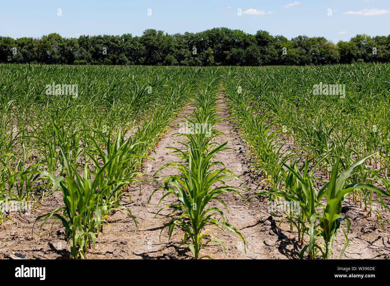 Campo di mais con foglie di mais arricciatura dovuta a secco, caldo nel Midwest Foto Stock