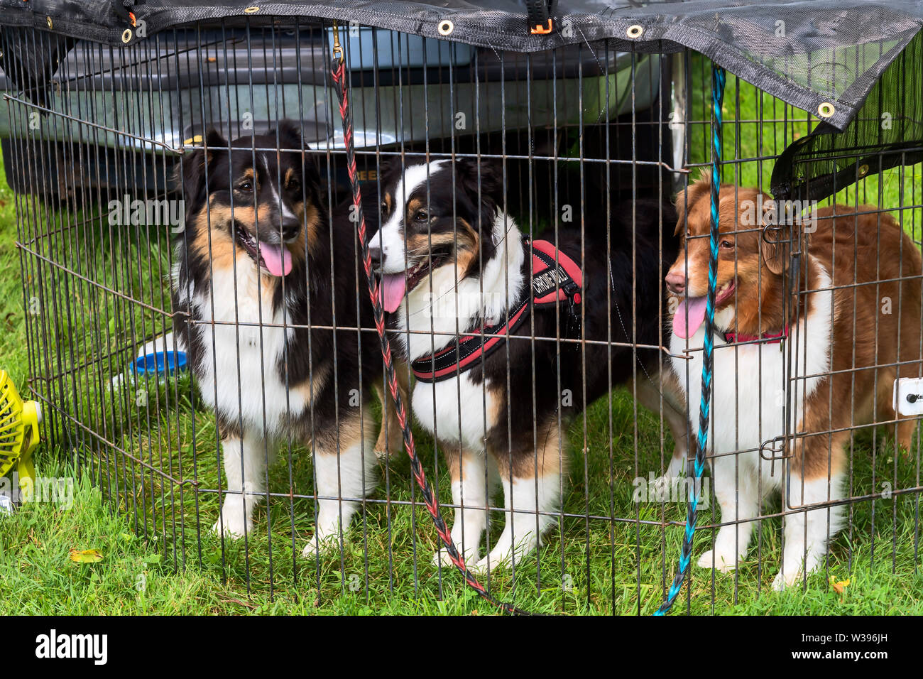 Dog agilità di dimostrazione di vecchio stile 4 di luglio celebrazione ,Fonthill Castello, Doylestown , PA, Stati Uniti d'America Foto Stock