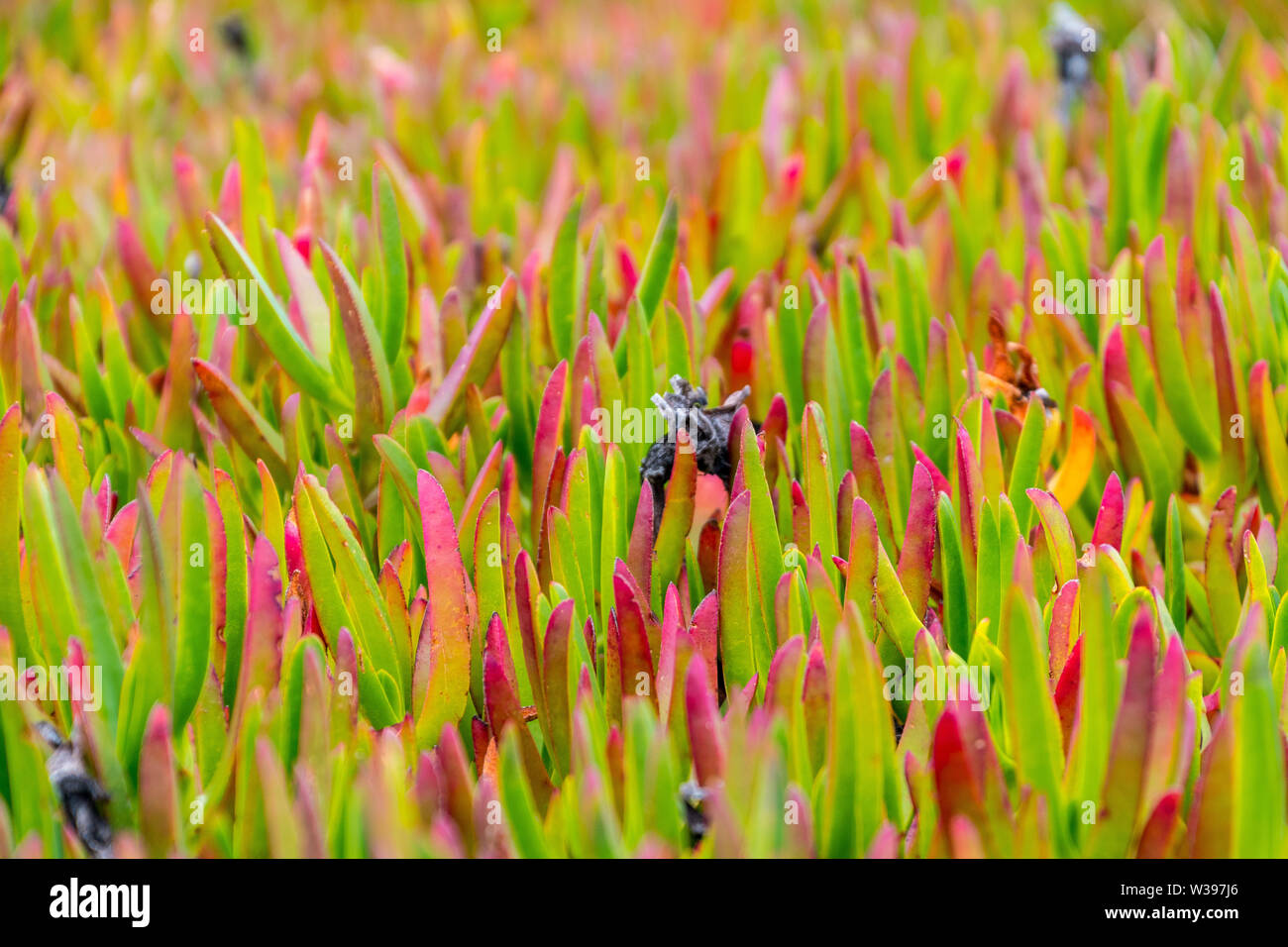 Succulente crescendo come erba con frange di colore rosso nei pressi di una spiaggia Foto Stock