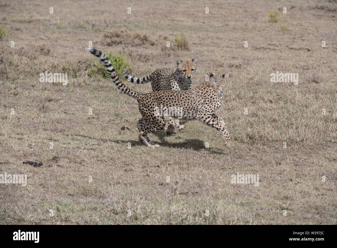 Yearling ghepardi giocando, Serengeti National Park, Tanzania Foto Stock
