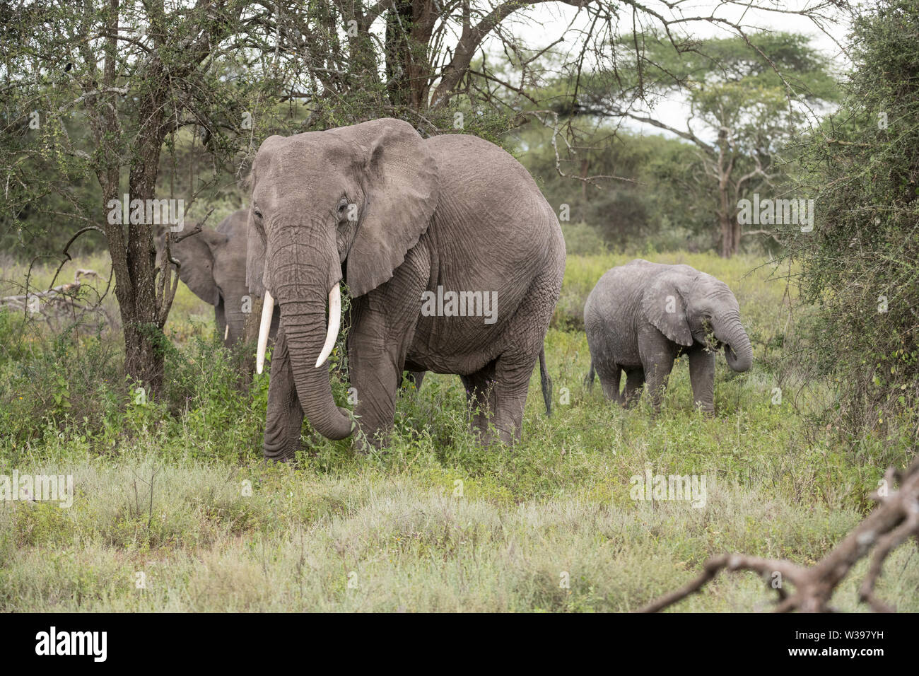 Elephant con vitello, Ndutu Foto Stock