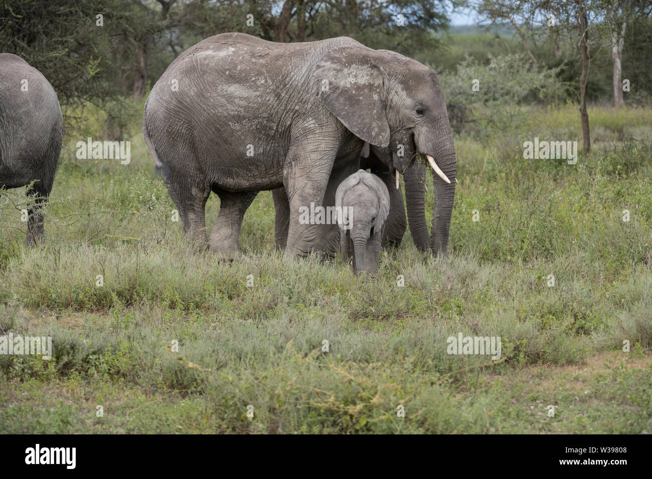 Elephant con vitello, Ndutu Foto Stock