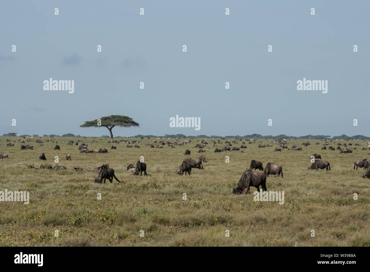 Serengeti gnu migrazione Foto Stock