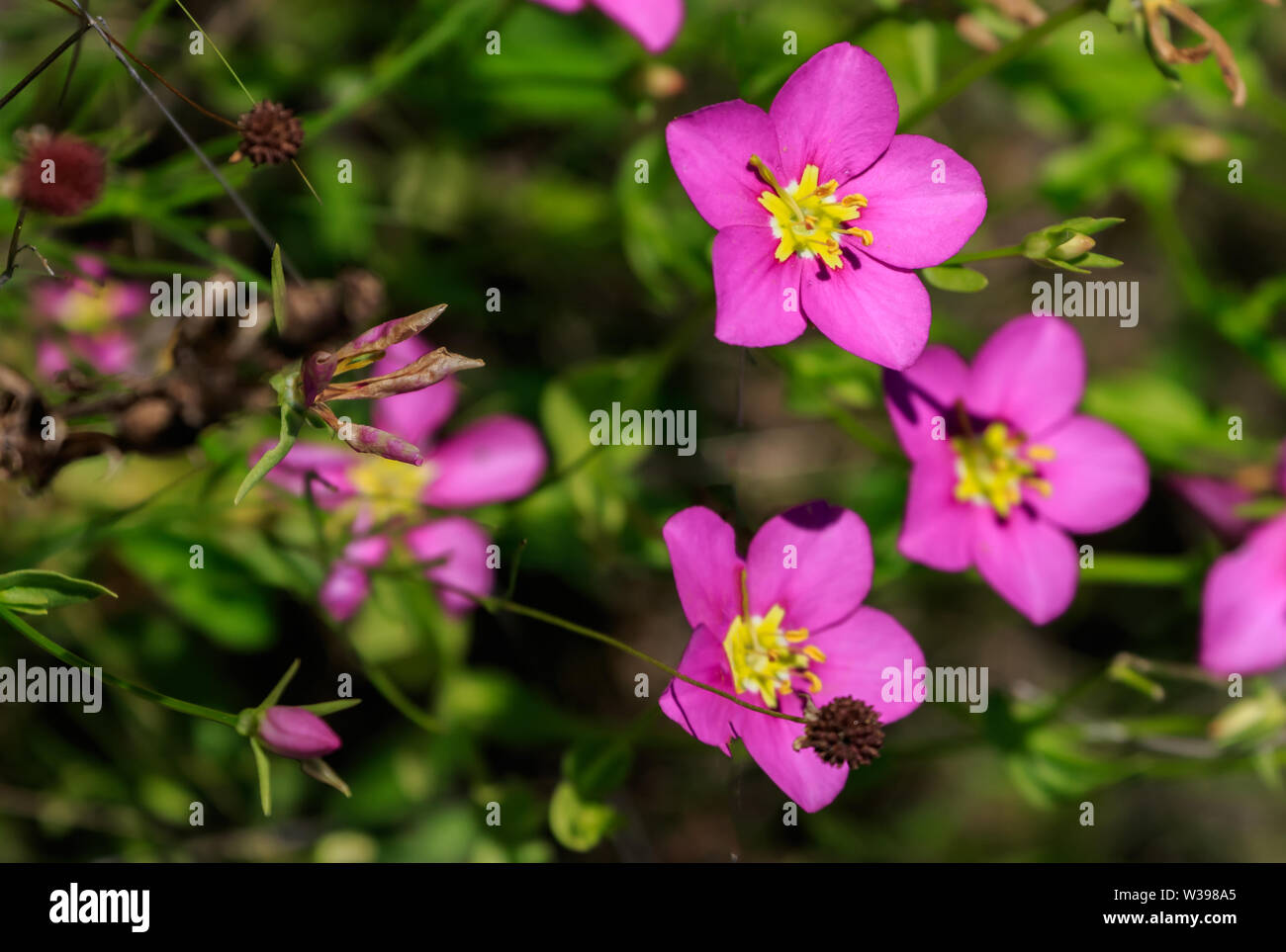 Noto anche come Texas Star, Rose Genziana, Prato Rosa, Prairie Rose-genziana, Prairie Sabatia Foto Stock