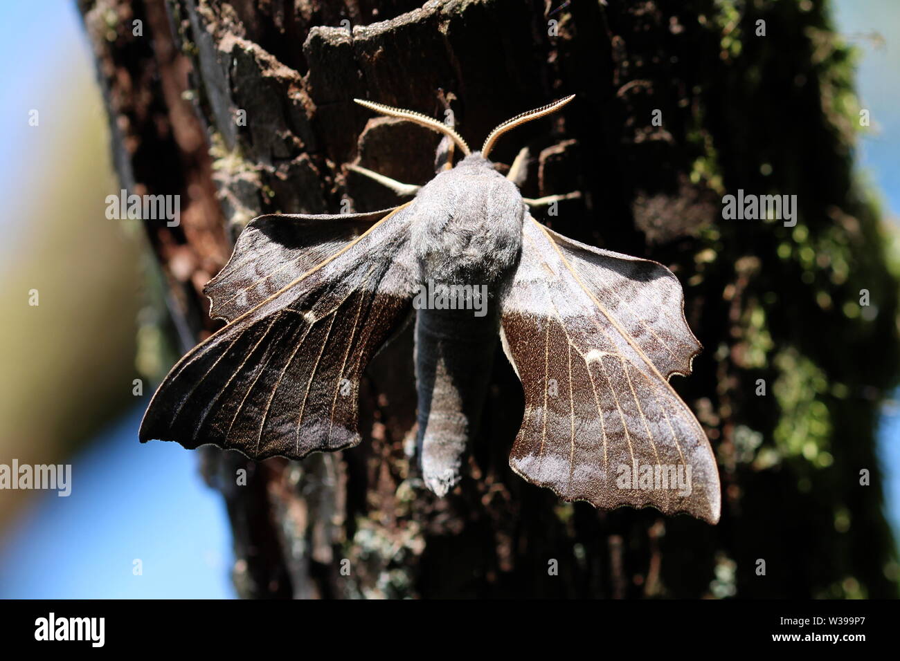 Un Pioppo Hawk-moth (Laothoe populi), fotografati a Lochwinnoch, Renfrewshire. Foto Stock