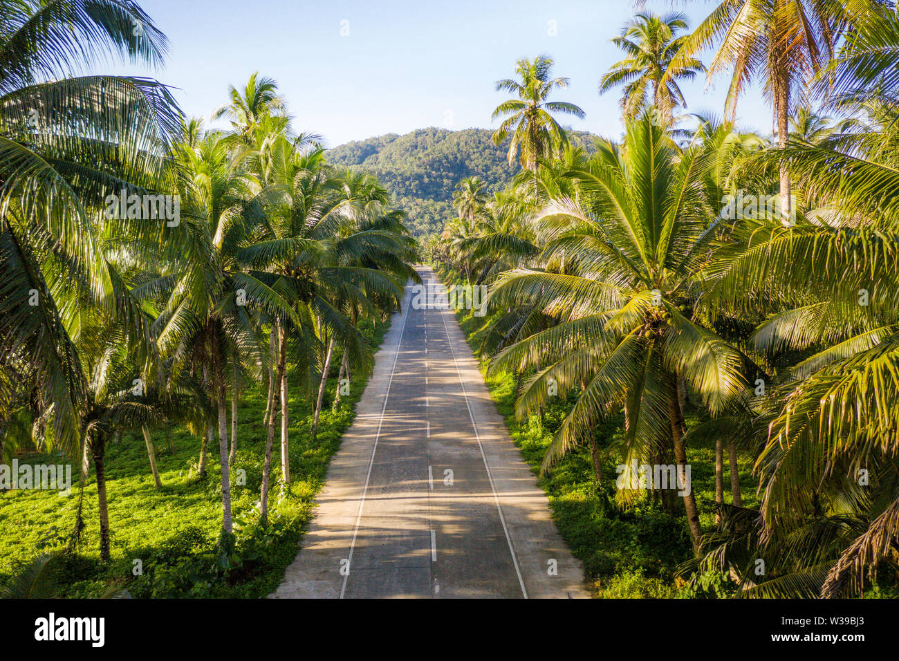 Paesaggio di verde foresta tropicale con molte palme di cocco - foresta di cocco su Siargao Island, Filippine Foto Stock