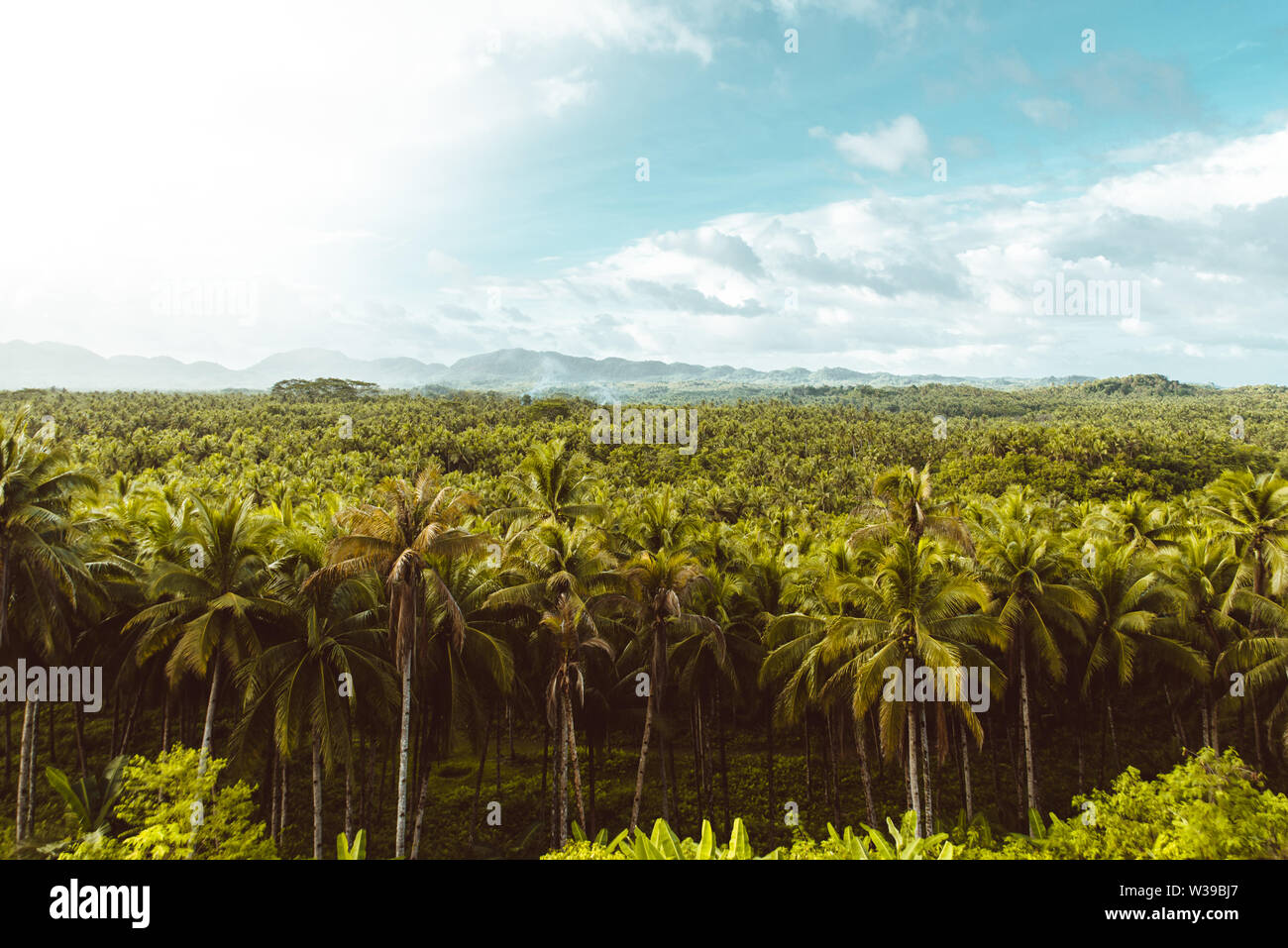 Paesaggio di verde foresta tropicale con molte palme di cocco - foresta di cocco su Siargao Island, Filippine Foto Stock