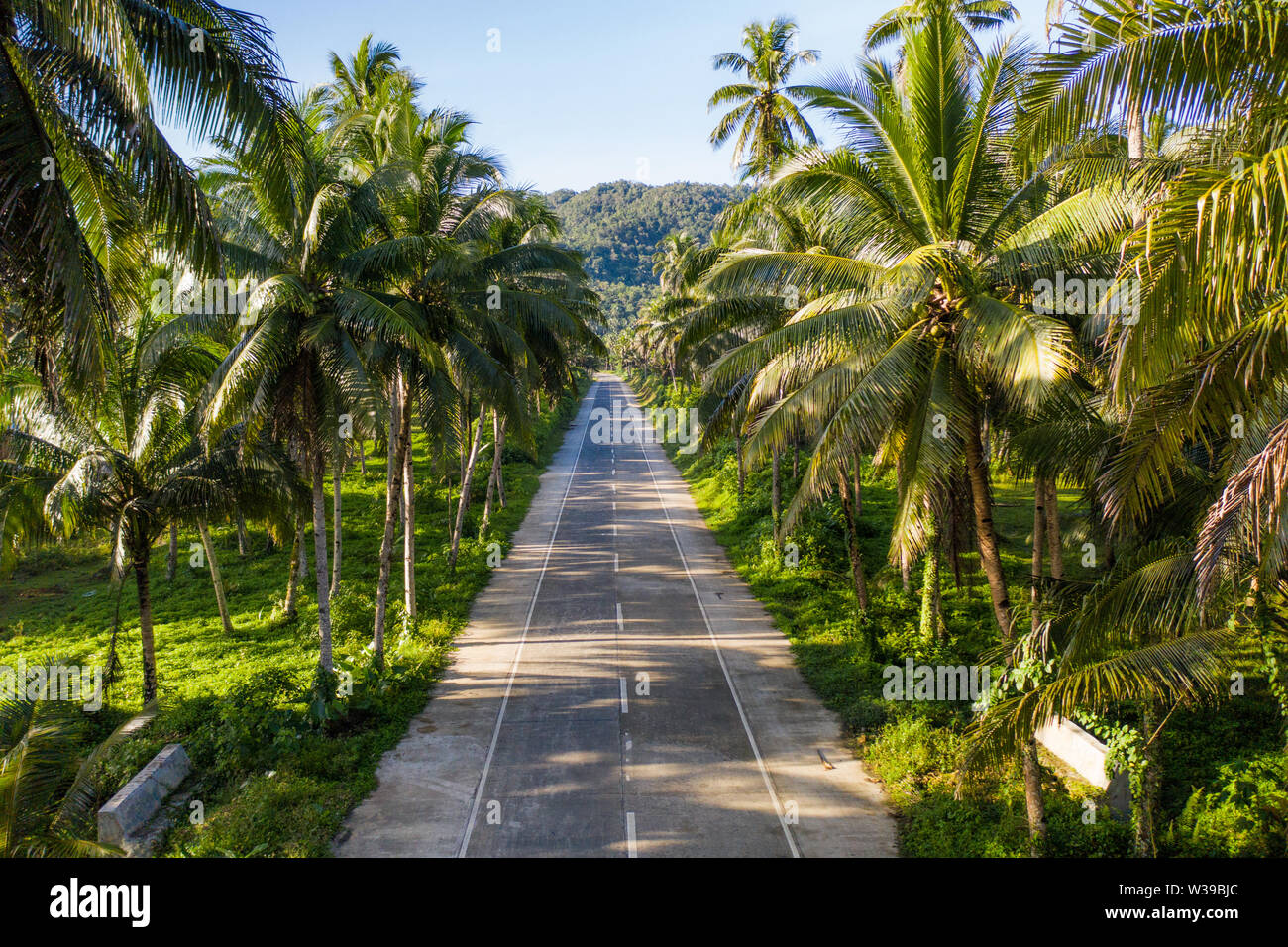 Paesaggio di verde foresta tropicale con molte palme di cocco - foresta di cocco su Siargao Island, Filippine Foto Stock