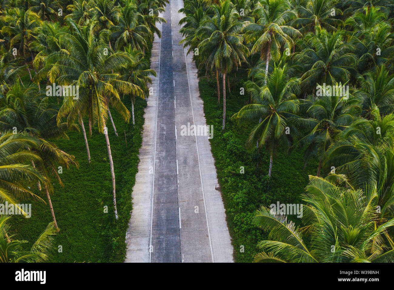Paesaggio di verde foresta tropicale con molte palme di cocco - foresta di cocco su Siargao Island, Filippine Foto Stock