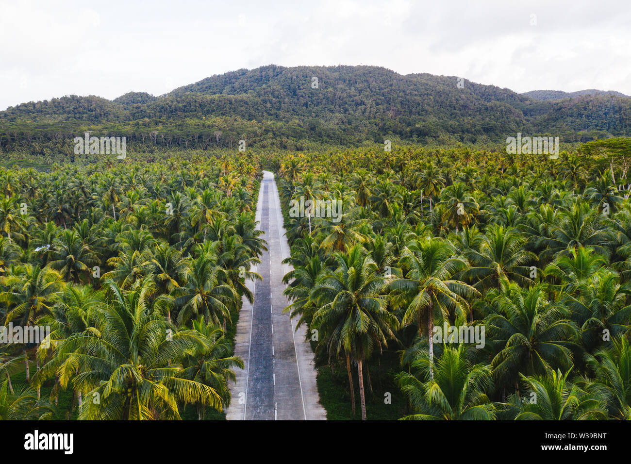 Paesaggio di verde foresta tropicale con molte palme di cocco - foresta di cocco su Siargao Island, Filippine Foto Stock
