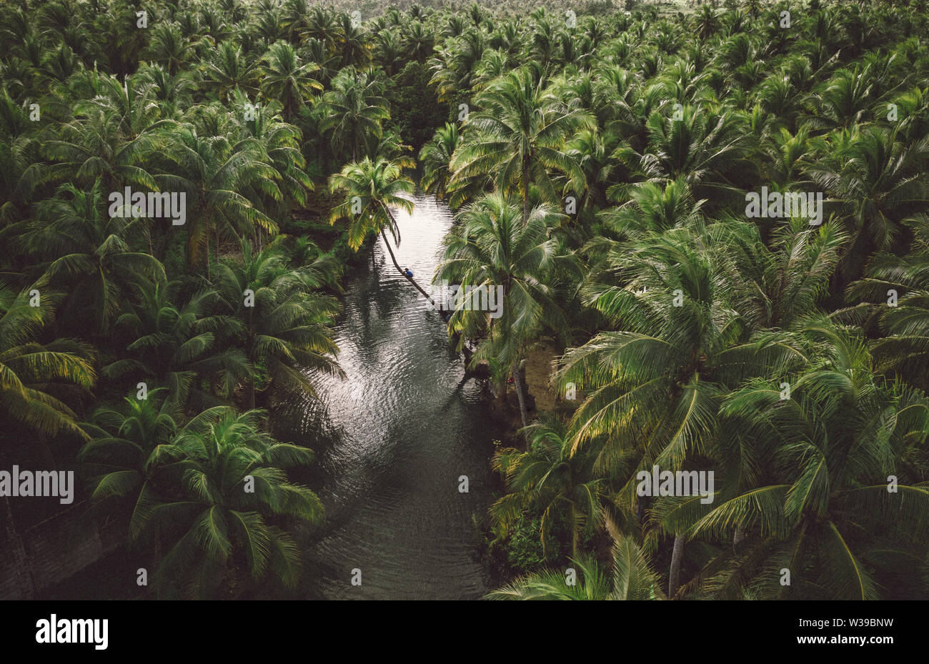 Famoso instagrammed appoggiata Palm tree al fiume Maasin nelle Siargao, Filippine - Persone aventi fun basculante in un albero di cocco nella giungla Foto Stock