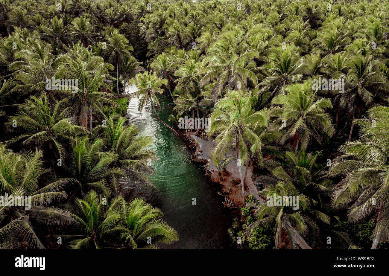 Famoso instagrammed appoggiata Palm tree al fiume Maasin nelle Siargao, Filippine - Persone aventi fun basculante in un albero di cocco nella giungla Foto Stock