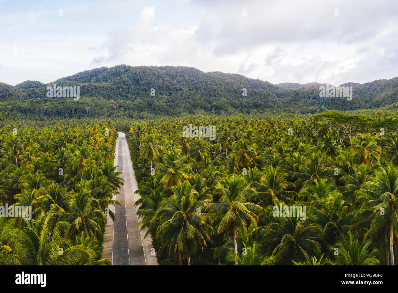 Paesaggio di verde foresta tropicale con molte palme di cocco - foresta di cocco su Siargao Island, Filippine Foto Stock