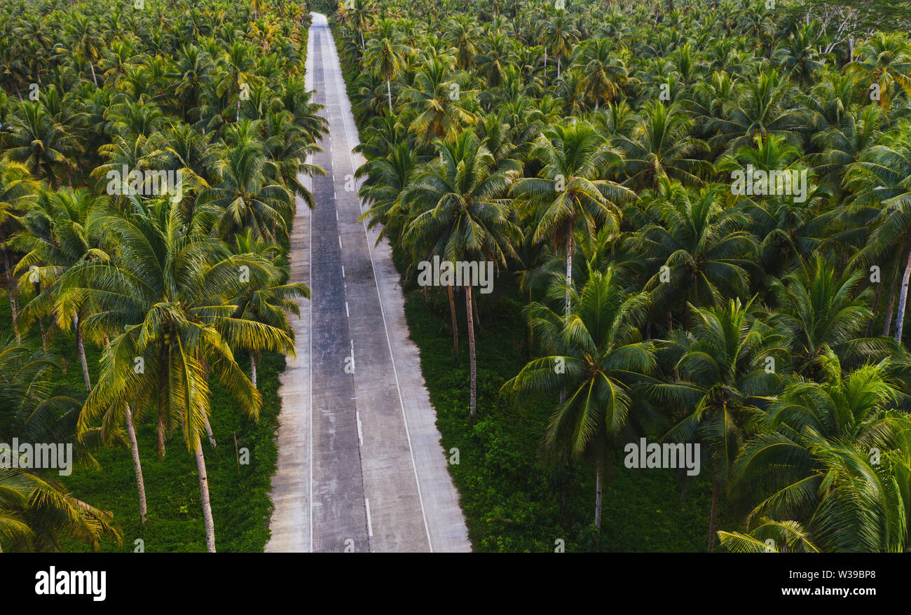 Paesaggio di verde foresta tropicale con molte palme di cocco - foresta di cocco su Siargao Island, Filippine Foto Stock