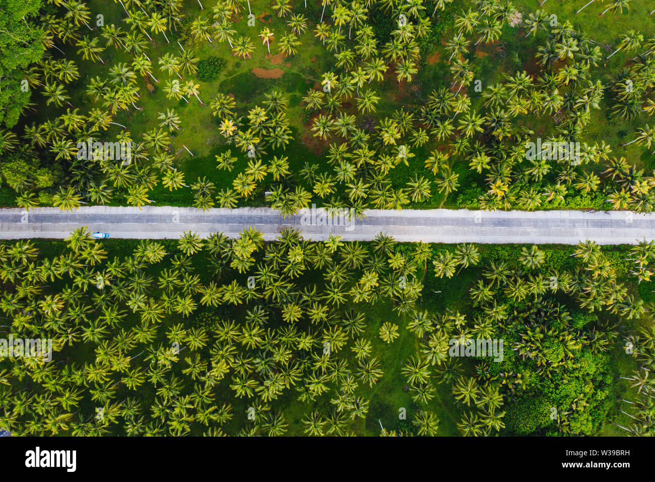 Paesaggio di verde foresta tropicale con molte palme di cocco - foresta di cocco su Siargao Island, Filippine Foto Stock