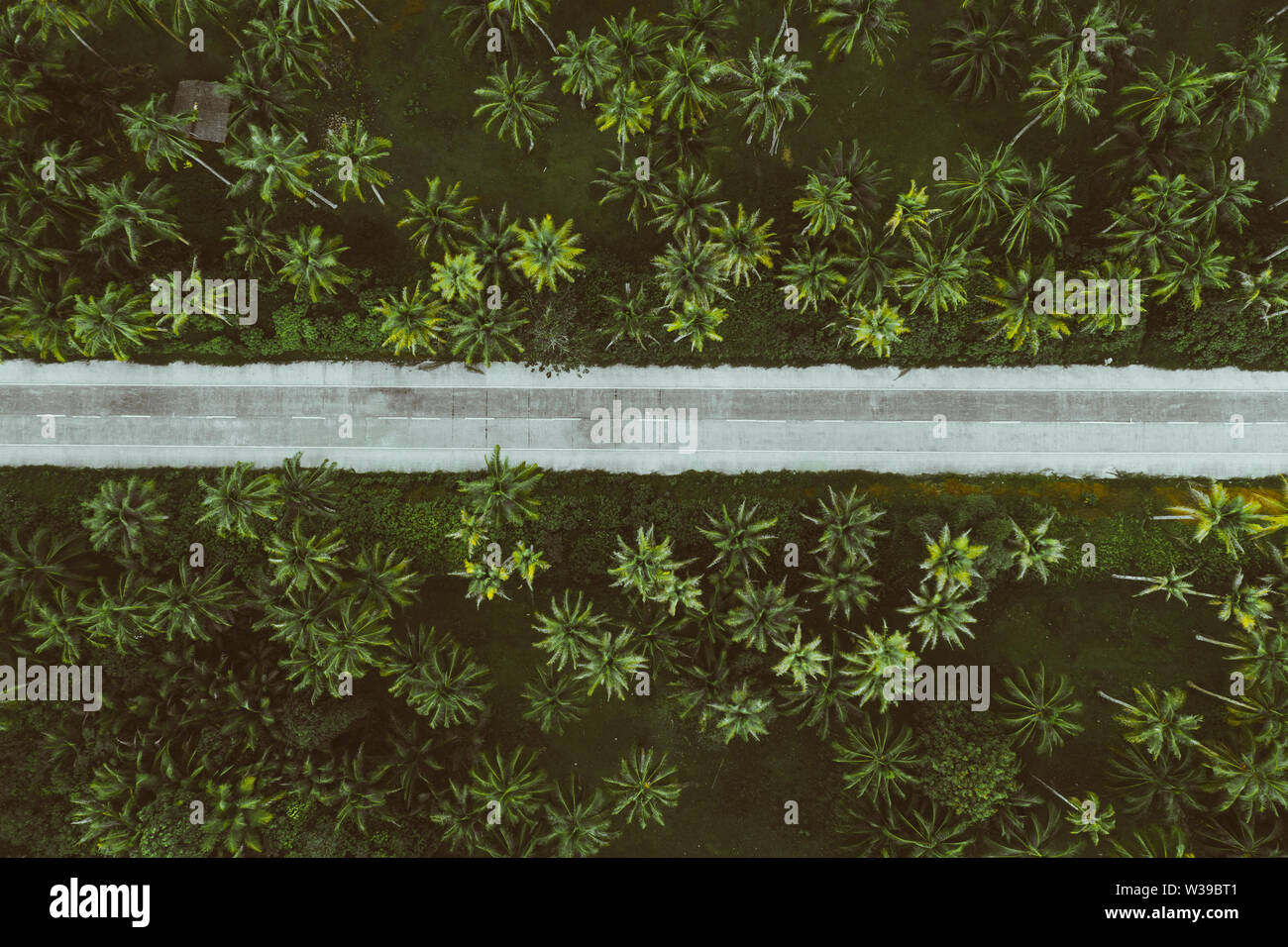 Paesaggio di verde foresta tropicale con molte palme di cocco - foresta di cocco su Siargao Island, Filippine Foto Stock