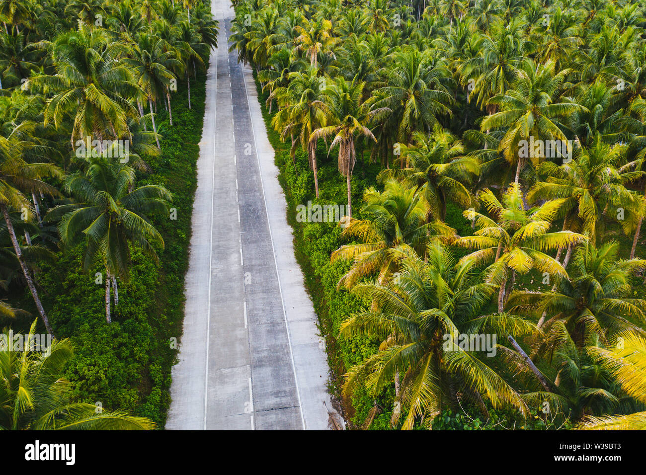 Paesaggio di verde foresta tropicale con molte palme di cocco - foresta di cocco su Siargao Island, Filippine Foto Stock