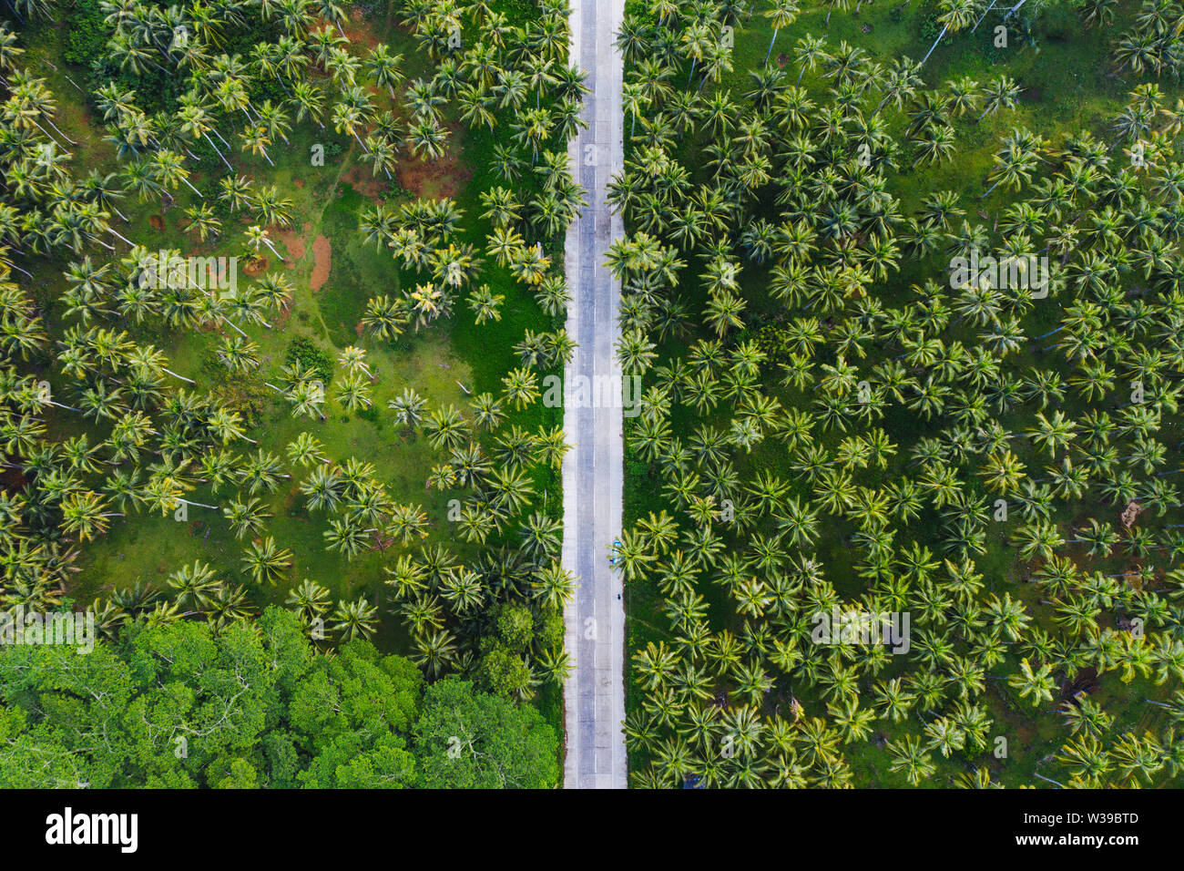 Paesaggio di verde foresta tropicale con molte palme di cocco - foresta di cocco su Siargao Island, Filippine Foto Stock