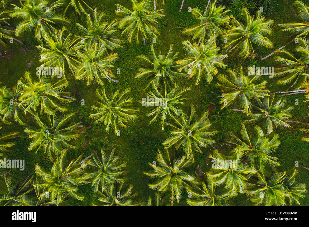 Paesaggio di verde foresta tropicale con molte palme di cocco - foresta di cocco su Siargao Island, Filippine Foto Stock