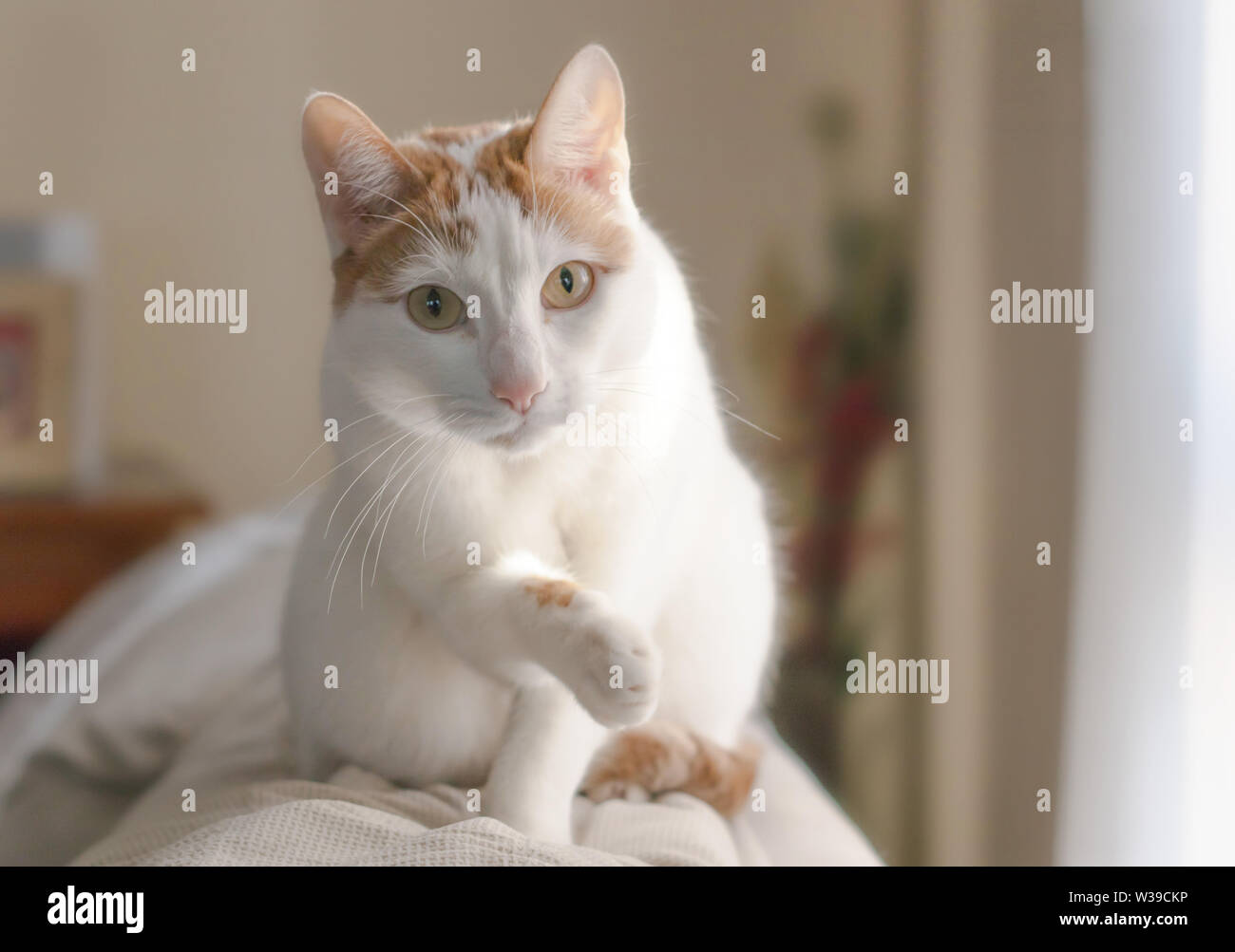 Adorabile gatto bianco con macchie marroni sono saliti su un lettino, allungando la sua zampata Foto Stock