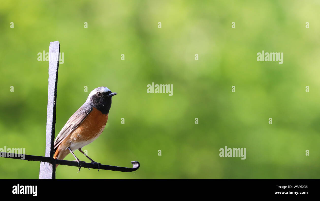 Robin bird. Unione Pettirosso (Erithacus rubecula) appollaiate su una soleggiata giornata di primavera con giardino verde fuori fuoco sfondo bokeh di fondo. Foto Stock