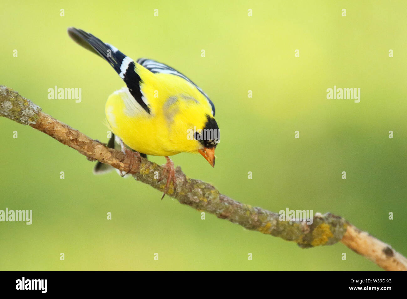 Un maschio americano Goldfinch appoggiato verso il basso. Foto Stock