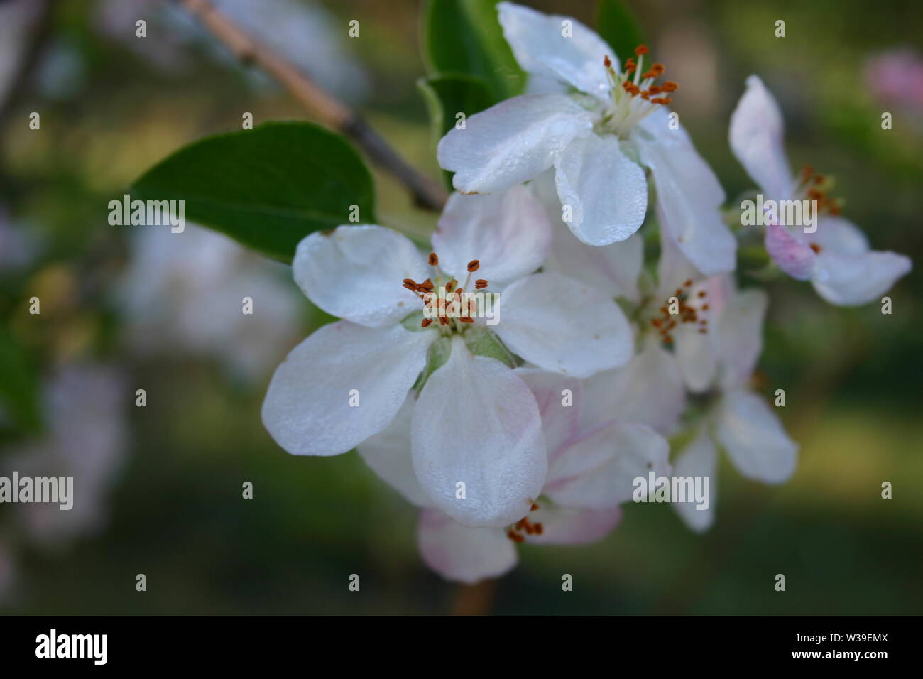 Un close-up di un mazzetto di fioritura fiori di apple. Foto Stock