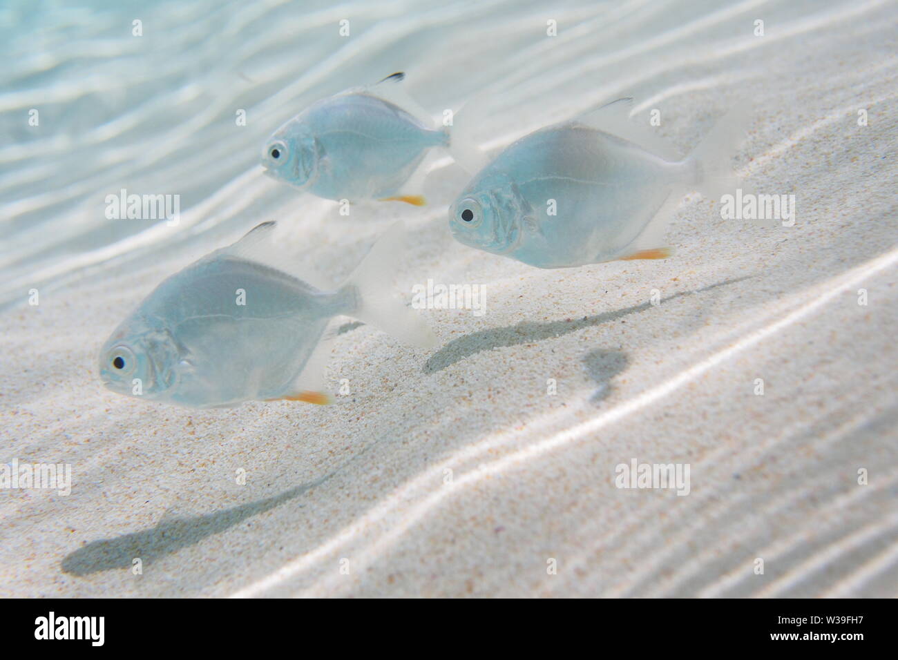 Tre carino piccolo pesce di argento nei fondali bassi, Meads Bay, Anguilla BWI. Foto Stock