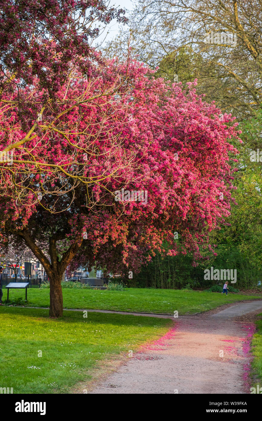 Manchester, Regno Unito - 22 Aprile 2019: Scenic primavera vista di un avvolgimento percorso da giardino fiancheggiata da bellissimi alberi di ciliegio in fiore a Whitworth P Foto Stock