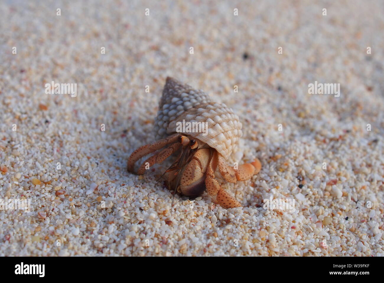 Granchio di Hermit facendo carino eremita cose di granchio, calcare Bay beach, Anguilla BWI. Foto Stock