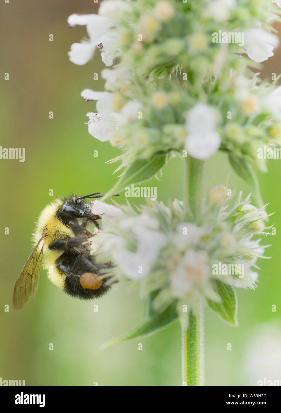 Semi-black Bumble Bee (Bombus vagans) alimentazione in erba gatta fiori Foto Stock