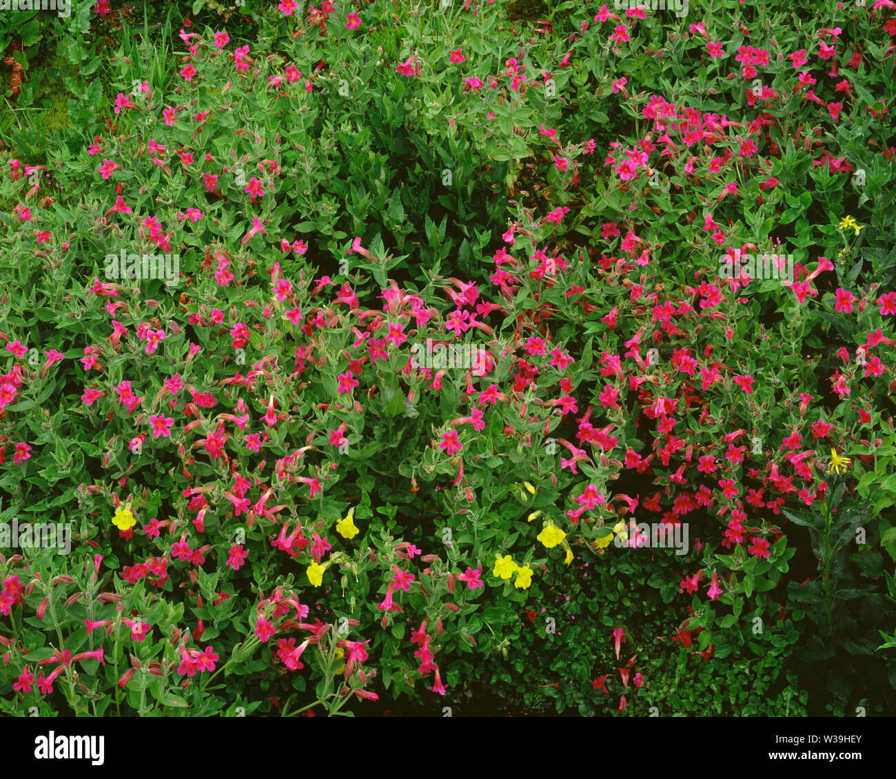 Stati Uniti d'America, Washington, Mt. Rainier National Park, fiori viola di Lewis monkeyflower giallo e fiori di montagna monkeyflower; Paradiso area. Foto Stock