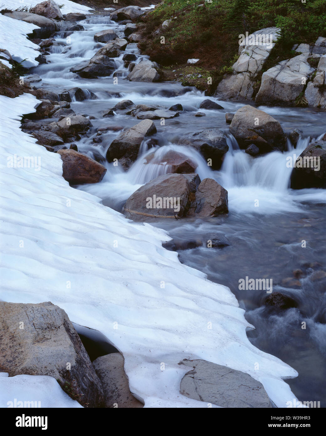 Stati Uniti d'America, Washington, Mt. Rainier National Park, la fusione del manto nevoso e Edith Creek in primavera. Foto Stock