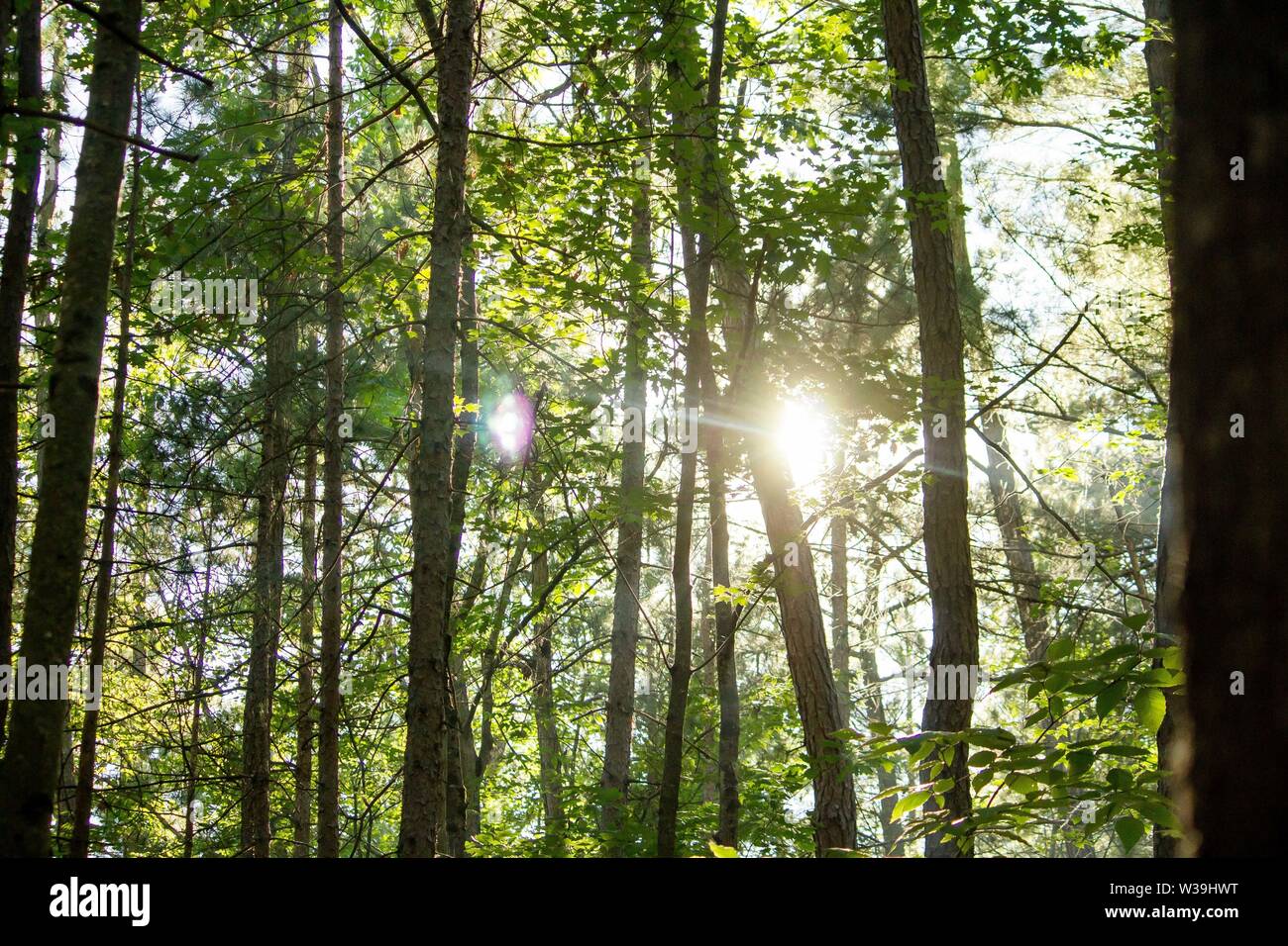 Sole che splende attraverso alti alberi di foresta Foto Stock
