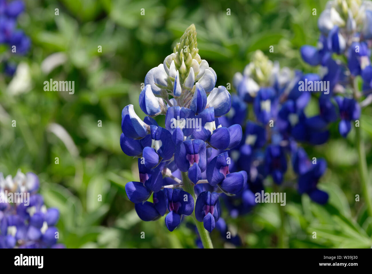 Texas Bluebonnet Foto Stock